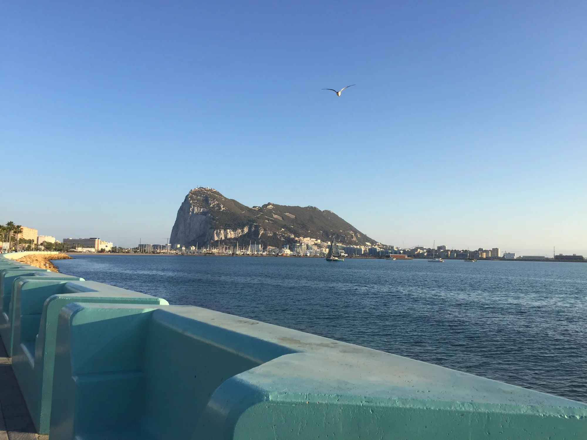 A seagull on the Paseo Maritimo above the Bay of Gibraltar.