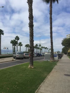The palm-lined avenue along the La Linea paseo.