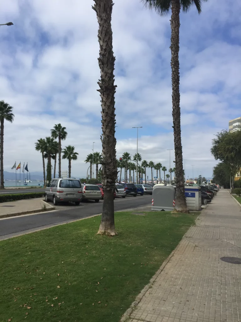 The palm-lined avenue along the La Linea paseo.